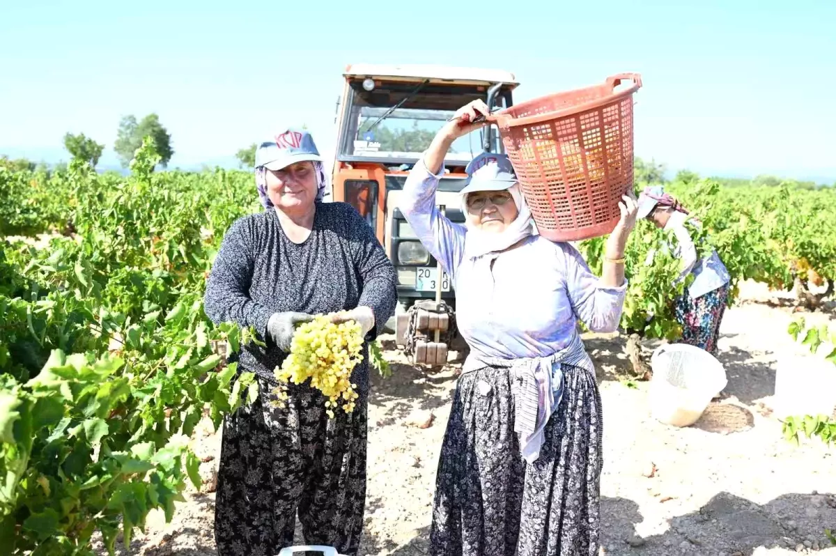 Denizli\'nin Üzüm Üretim Merkezi Bekilli\'de Hasat Başladı