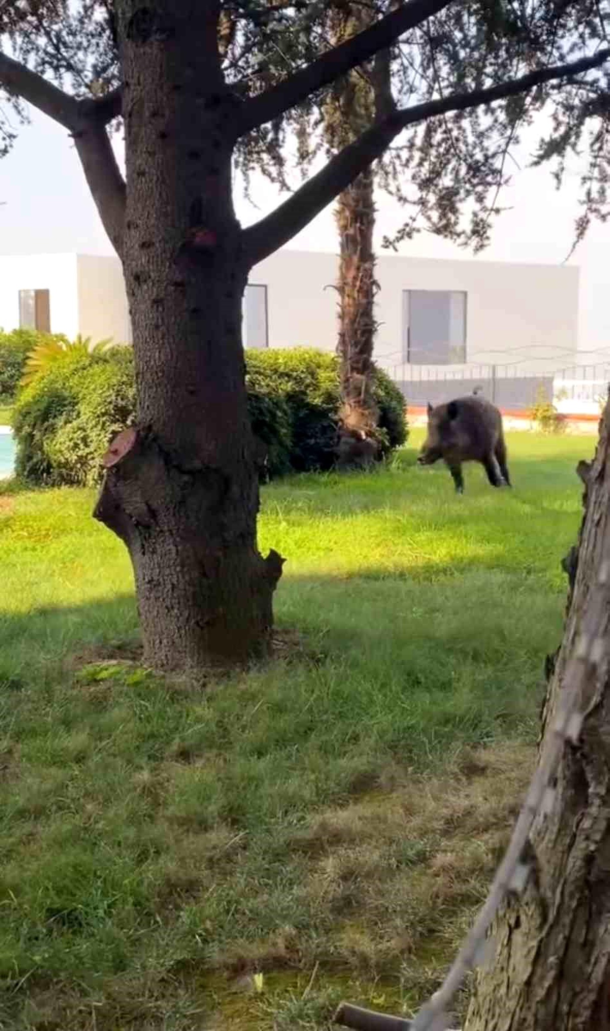 Bursa\'da tatil için lüks villa kiralayan grup, havuza düşen domuzu amatör kamera ile kaydetti