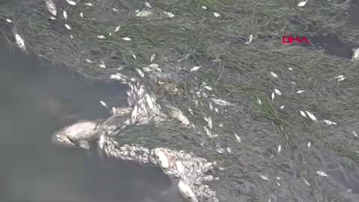 Yeşilırmak Nehri\'nde Balık Ölümleri