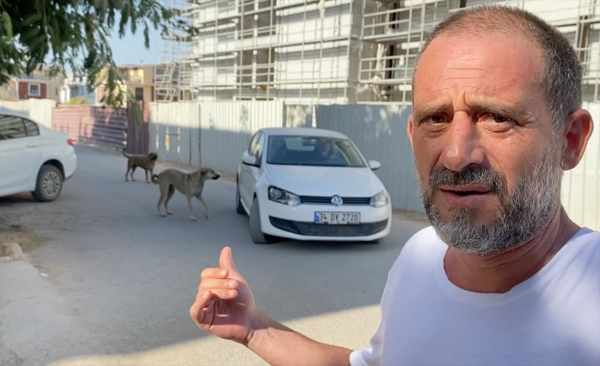 Antalya\'da saldırgan köpek sahiplenildi ve tekrar sokağa bırakıldı