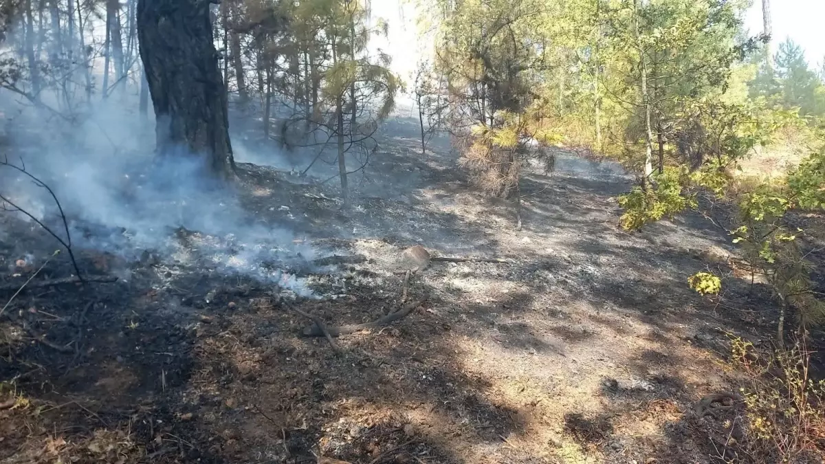 Aydın\'da Ormanda Çıkan Yangın Kontrol Altına Alındı