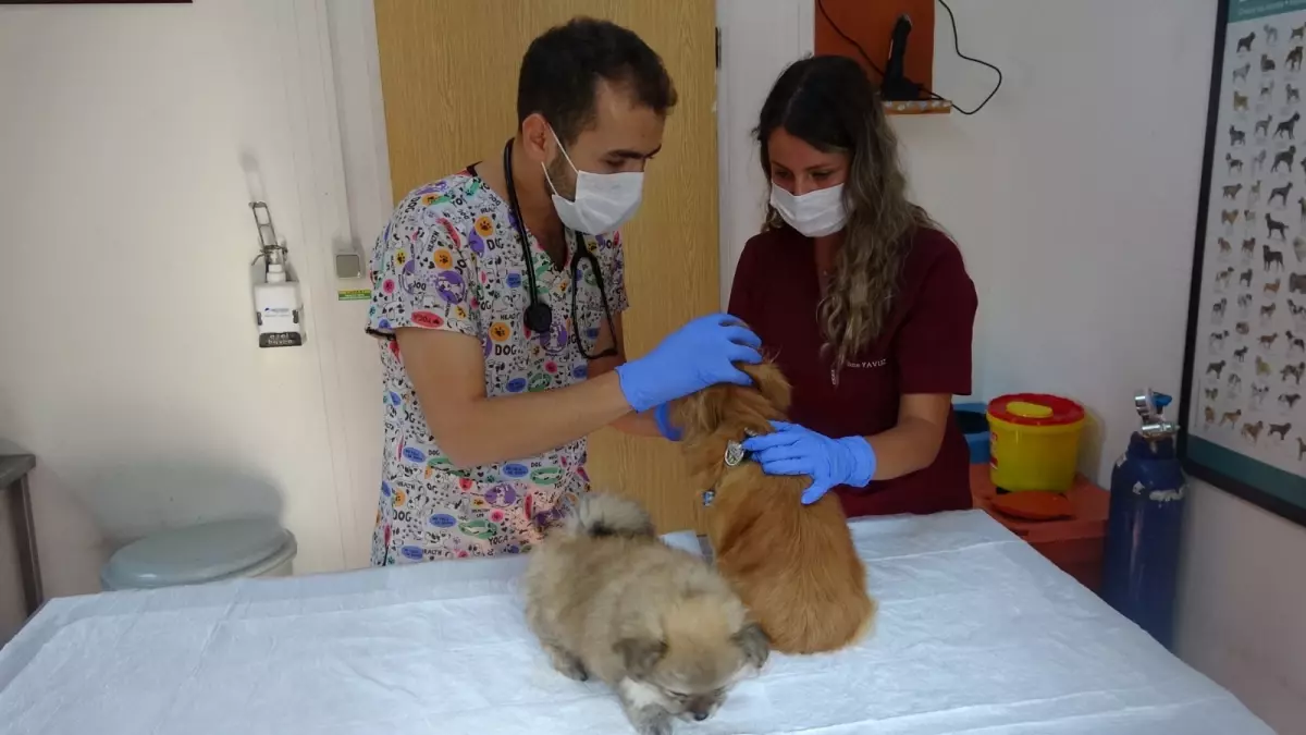 Erkek arkadaşı eve gizli kamera yerleştirdi, köpeklere işkence ettiği ortaya çıktı