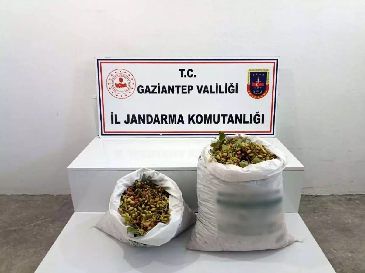 Gaziantep\'te 515 kilogram Antep fıstığı çalan şüpheliler suçüstü yakalandı