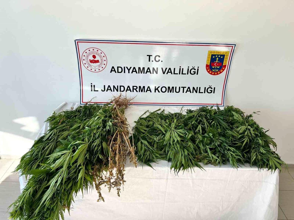 Adıyaman\'da Uyuşturucu Operasyonu: 102 Kök Kenevir Ele Geçirildi