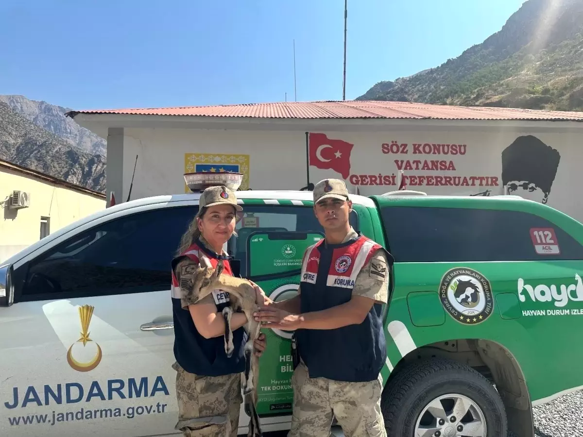 Hakkari\'de Yaralı Yavru Dağ Keçisi Kurtarıldı