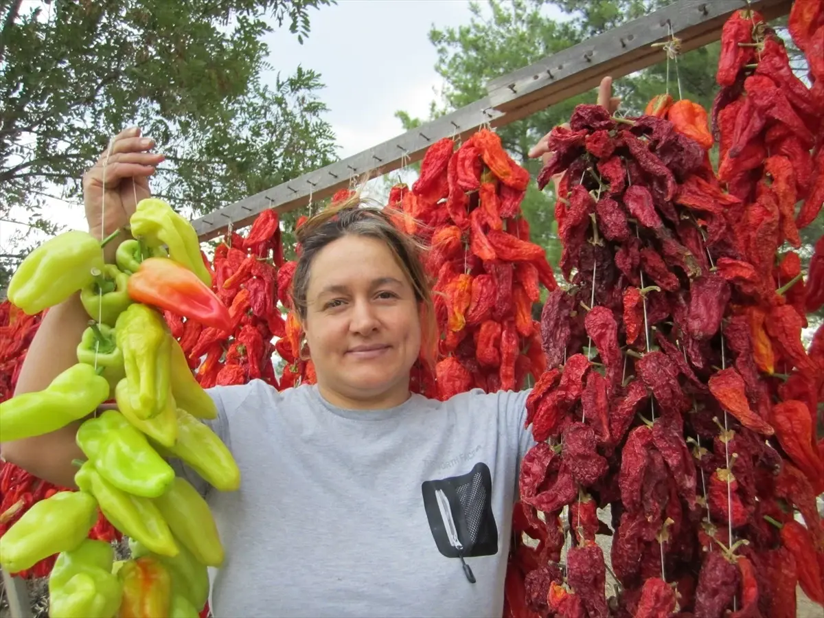 Kışlık için hazırlanan Kale biberi ipe dizilmeye başlandı