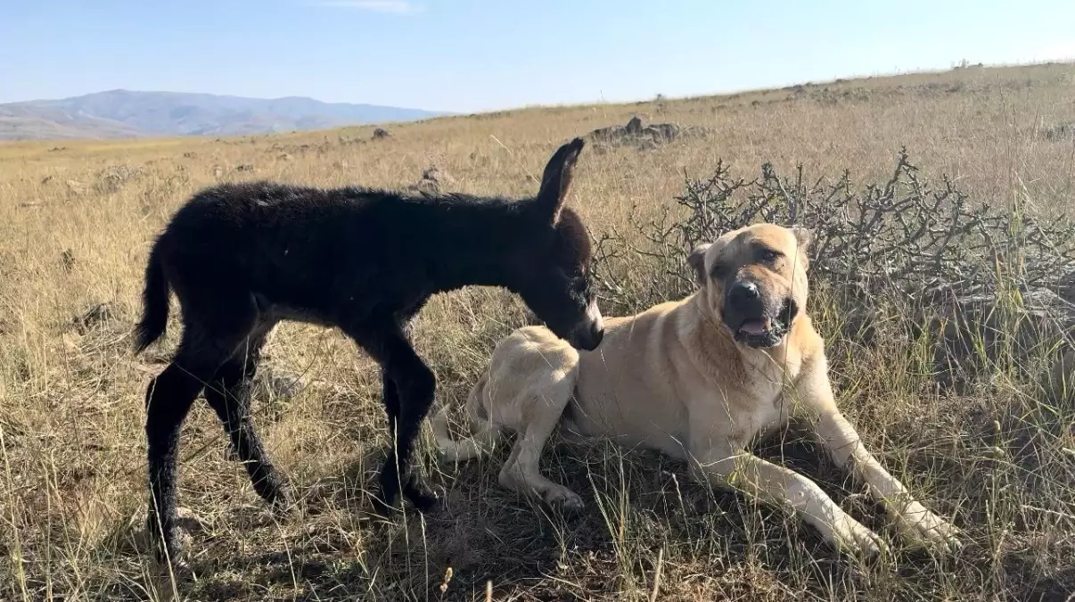 Kral Köpek, Doğum Yapan Eşeği Yalnız Bırakmadı