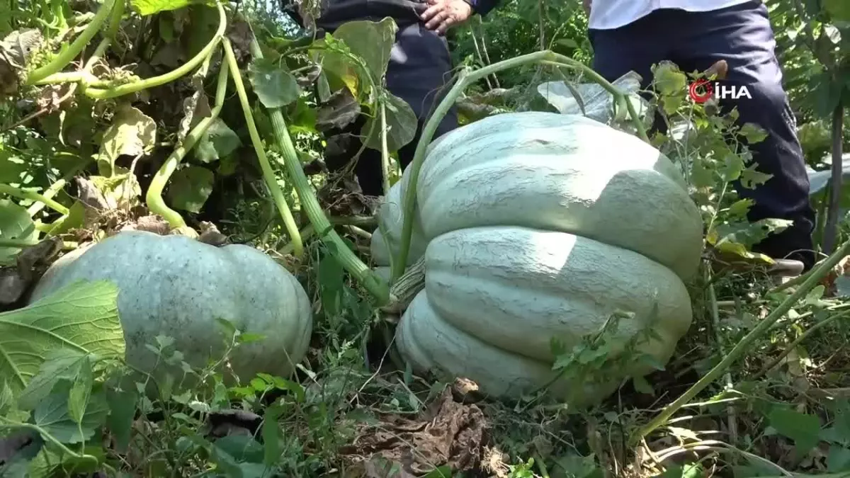 Muşlu çiftçi 50 kiloluk bal kabağı yetiştirdi