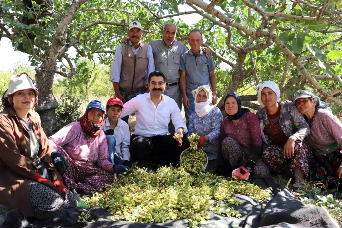 Manisa Selendi\'de Antep Fıstığı Hasadı Başladı