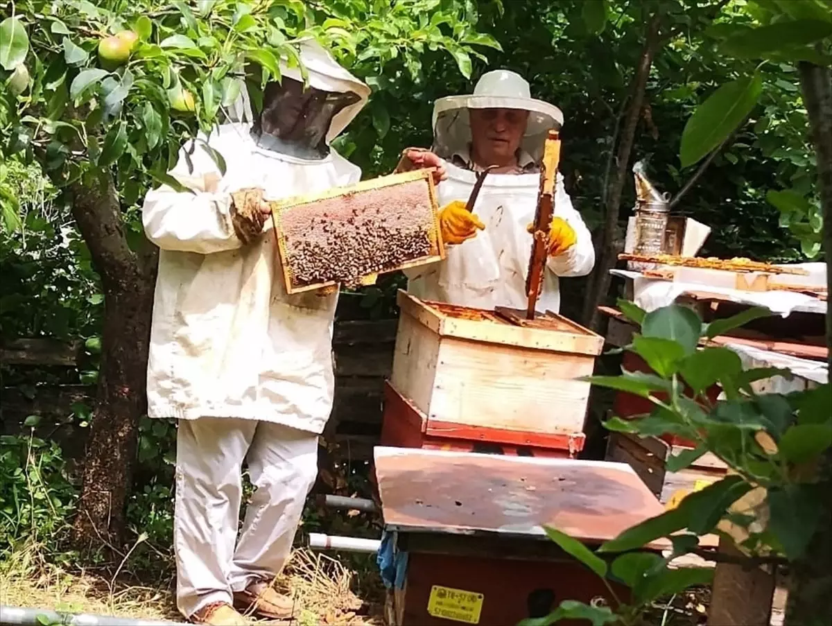 Sinop\'ta Kestane Balı Hasadı Yüzleri Güldürdü