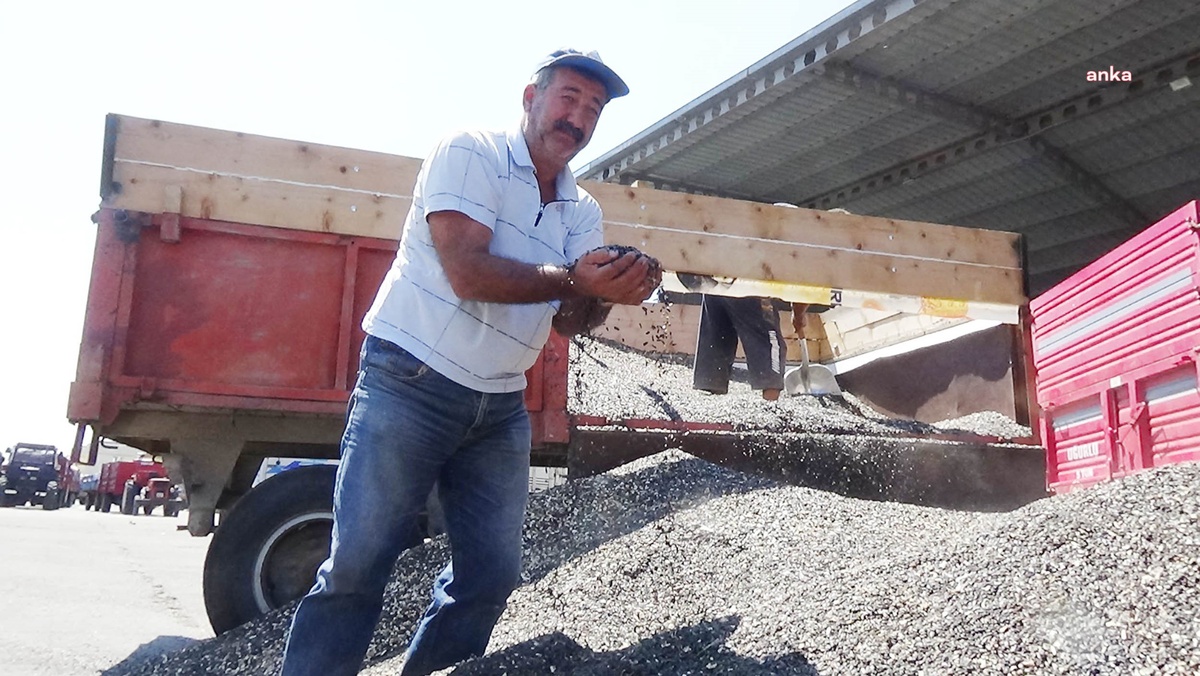 Trakya Birlik, 2024 yılı ayçiçeği ön alım fiyatını açıkladı
