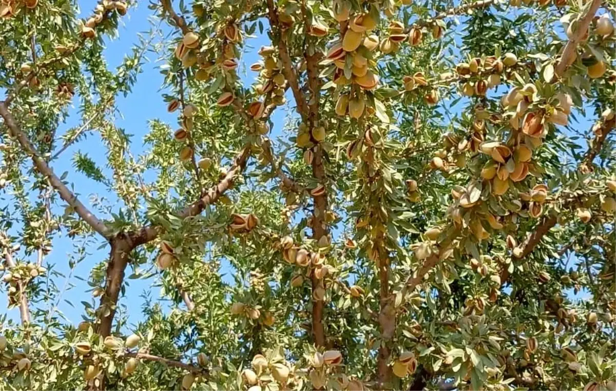 Manisa\'da Badem Hasadı Yüzleri Güldürdü