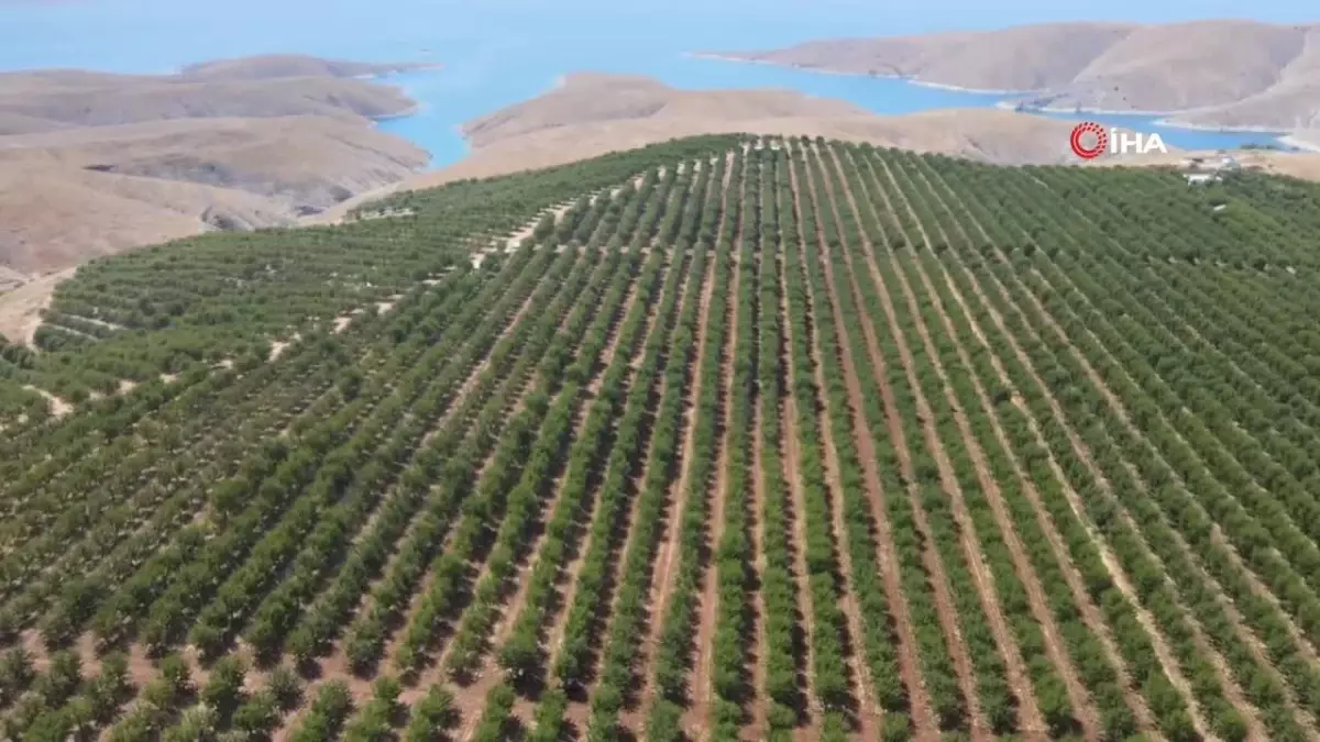 Adıyaman\'da badem hasadı başladı