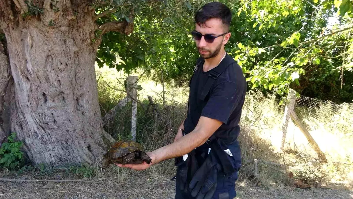 Karamürsel\'de çıkan yangında 15 dönümlük ağaçlık alan küle döndü