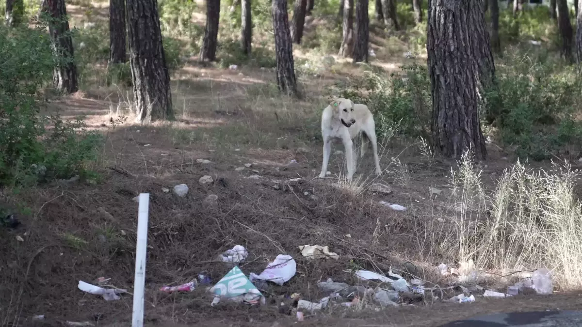 Buca Belediyesi Orman Yangını Riskine Karşı Temizlik Çalışması Yaptı