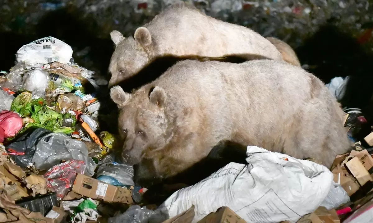 Kars\'ın Sarıkamış ilçesinde bozayılar çöplükte beslenirken görüntülendi