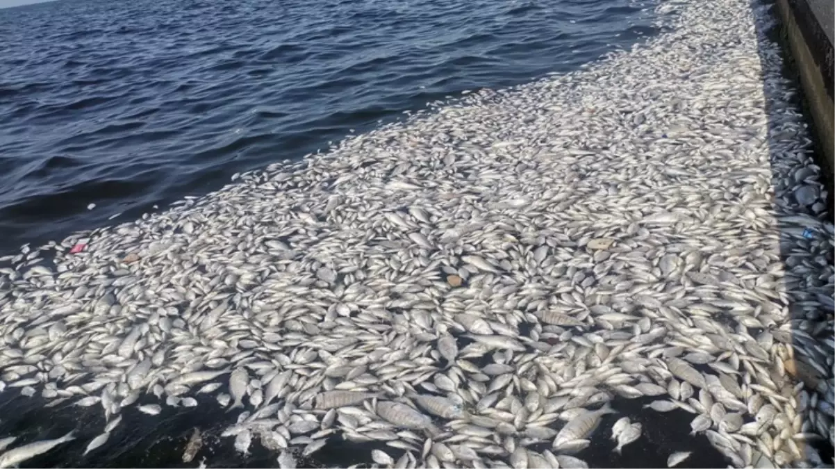 İzmir Körfezi\'nde balık ölümleri! Bakanlık harekete geçti