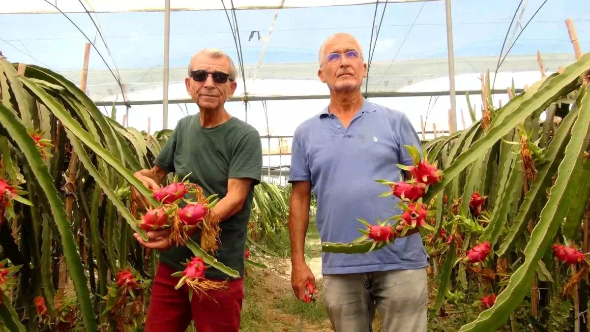 Mersin\'de Ejder Meyvesi Hasadı Başladı