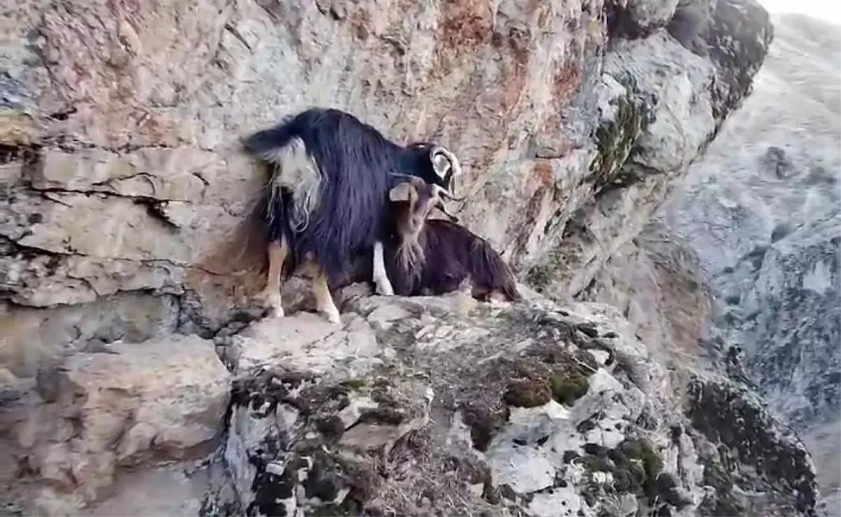 Muş Kızılağaç Kanyonu\'ndaki 4 Keçi Kurtarılmayı Bekliyor