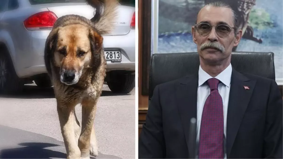 Erdal Beşikçioğlu\'ndan skandal karar! Çocuğu ısıran köpeği, yakalandığı yere bırakacak