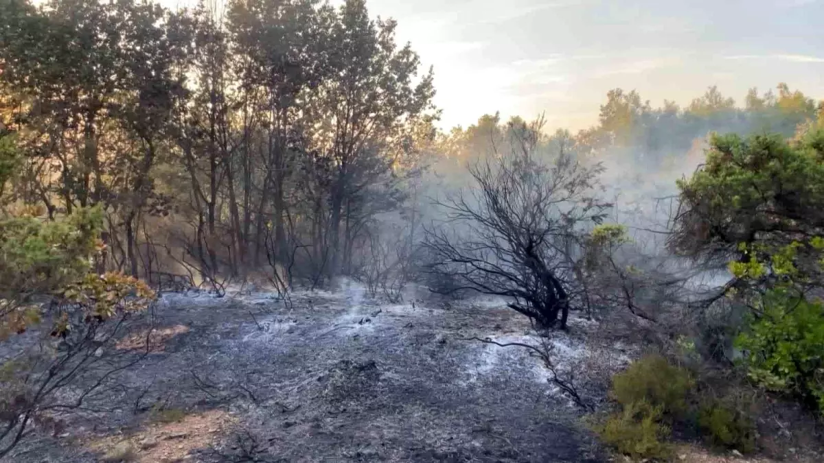 Gebze\'deki Orman Yangını Kontrol Altına Alındı