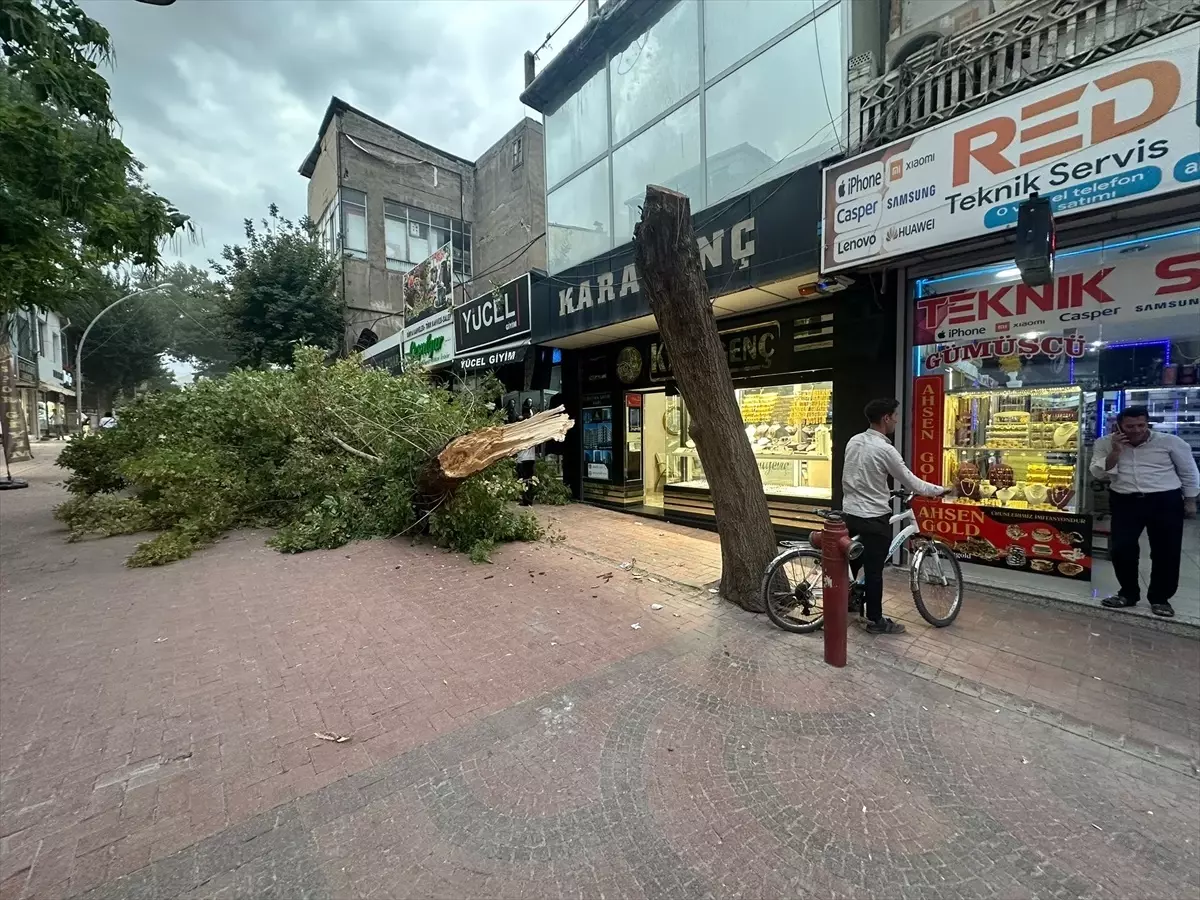 Elbistan\'da şiddetli rüzgar çınar ağacını devirdi