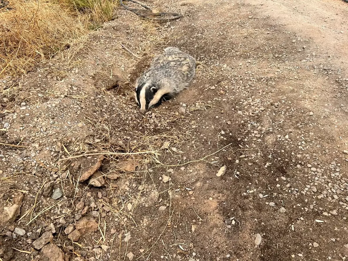 Kırıkkale\'de Yaralı Bal Porsuğu Tedavi Altına Alındı