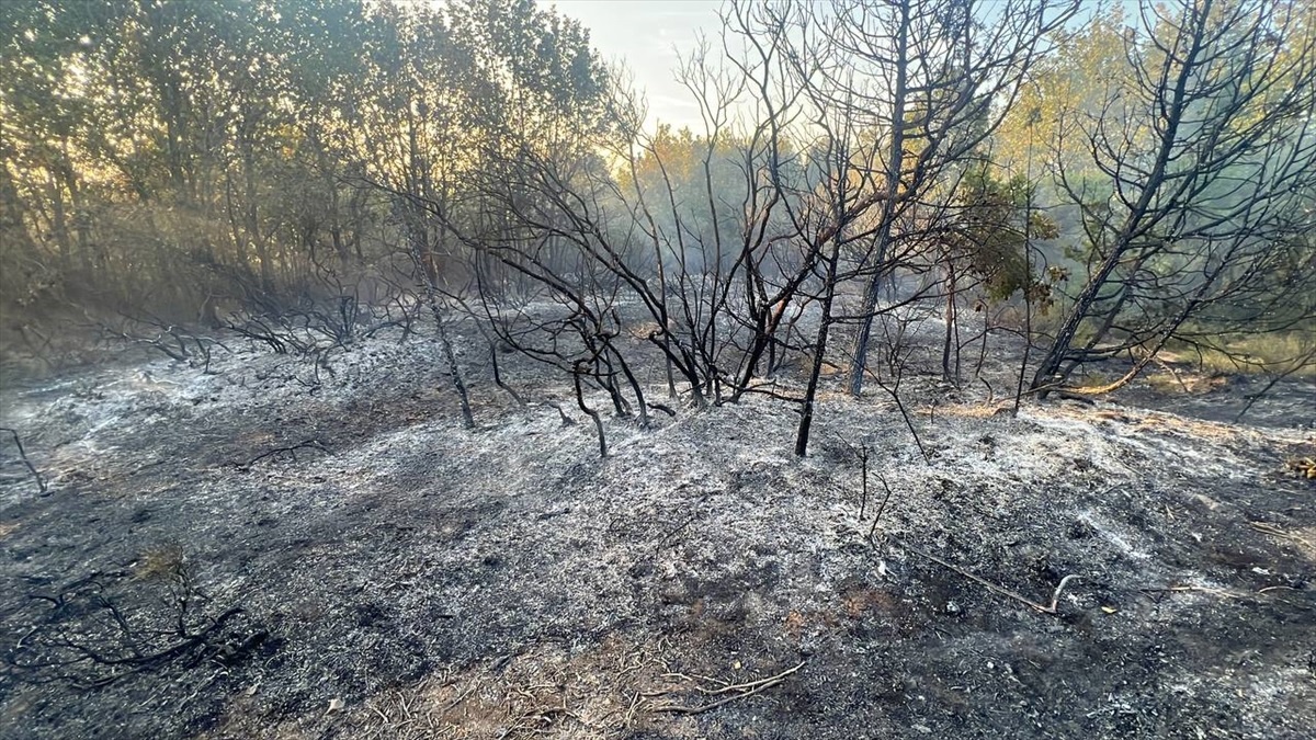 Gebze\'de Ormanlık Alanda Çıkan Yangın Söndürüldü
