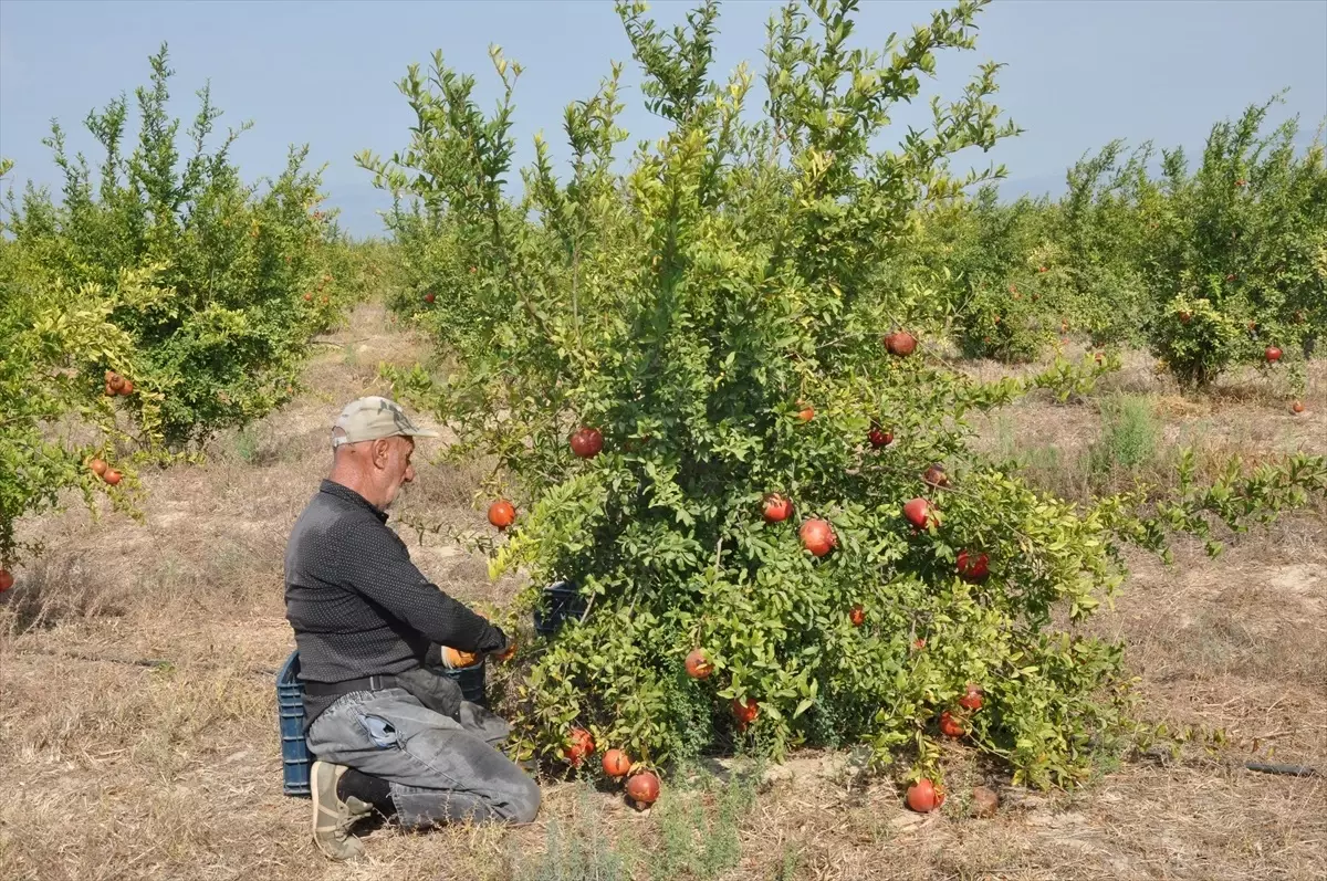 Silifke\'de Nar Hasadı Yapıldı