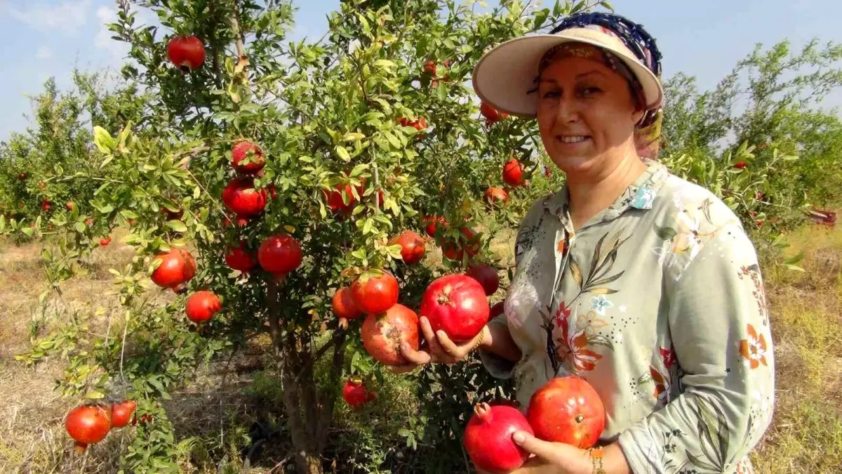 Silifke\'de Erkenci Nar Hasadı Başladı