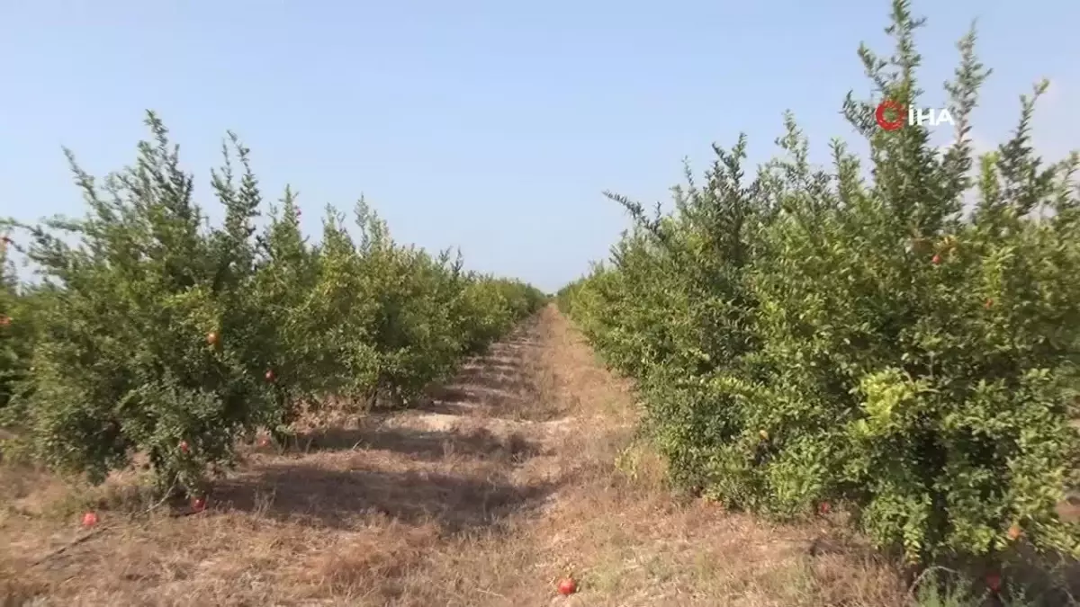 Mersin\'de yılın ilk erkenci nar hasadı yapıldı