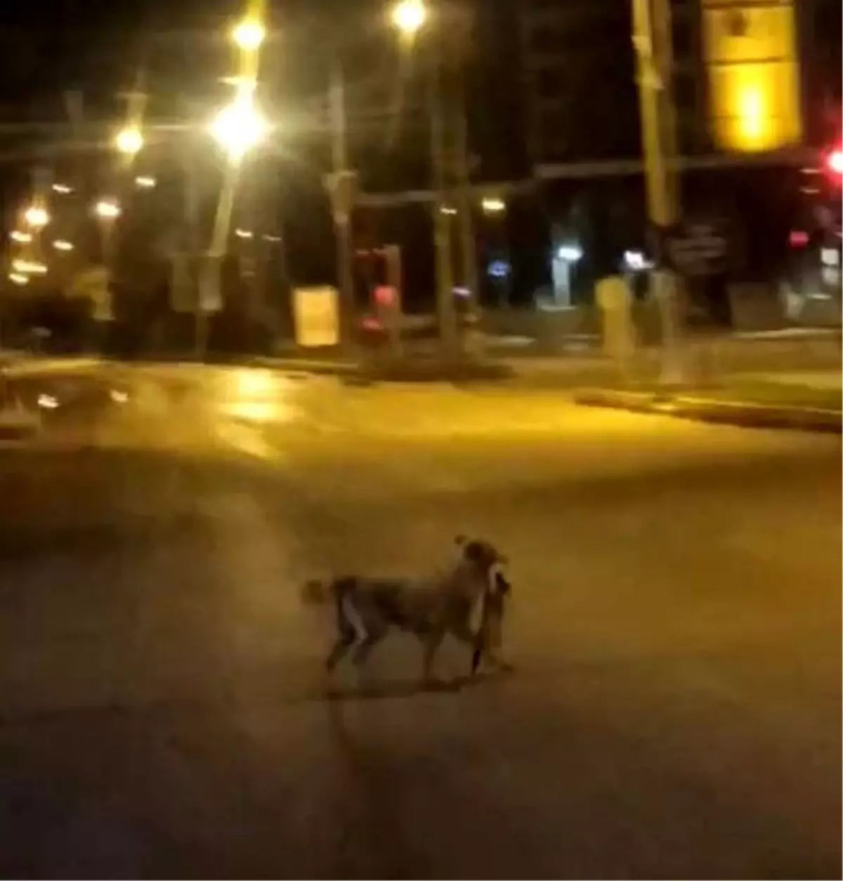 Elazığ\'da sokak köpeği kediyi parçalayarak götürdü