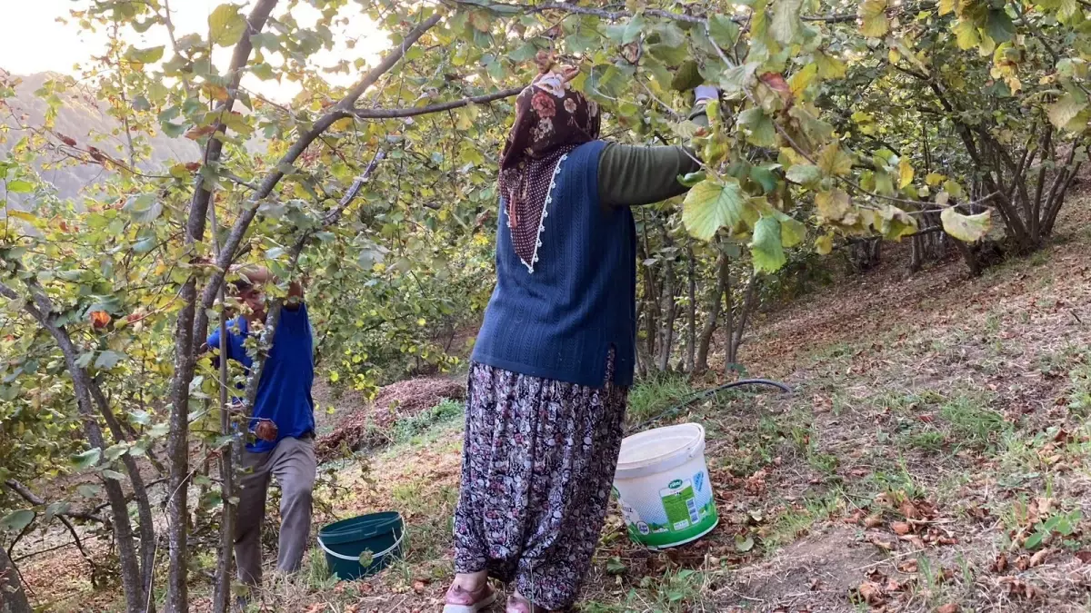 Fındık Üreticileri İmece Usulü Hasat Yapıyor