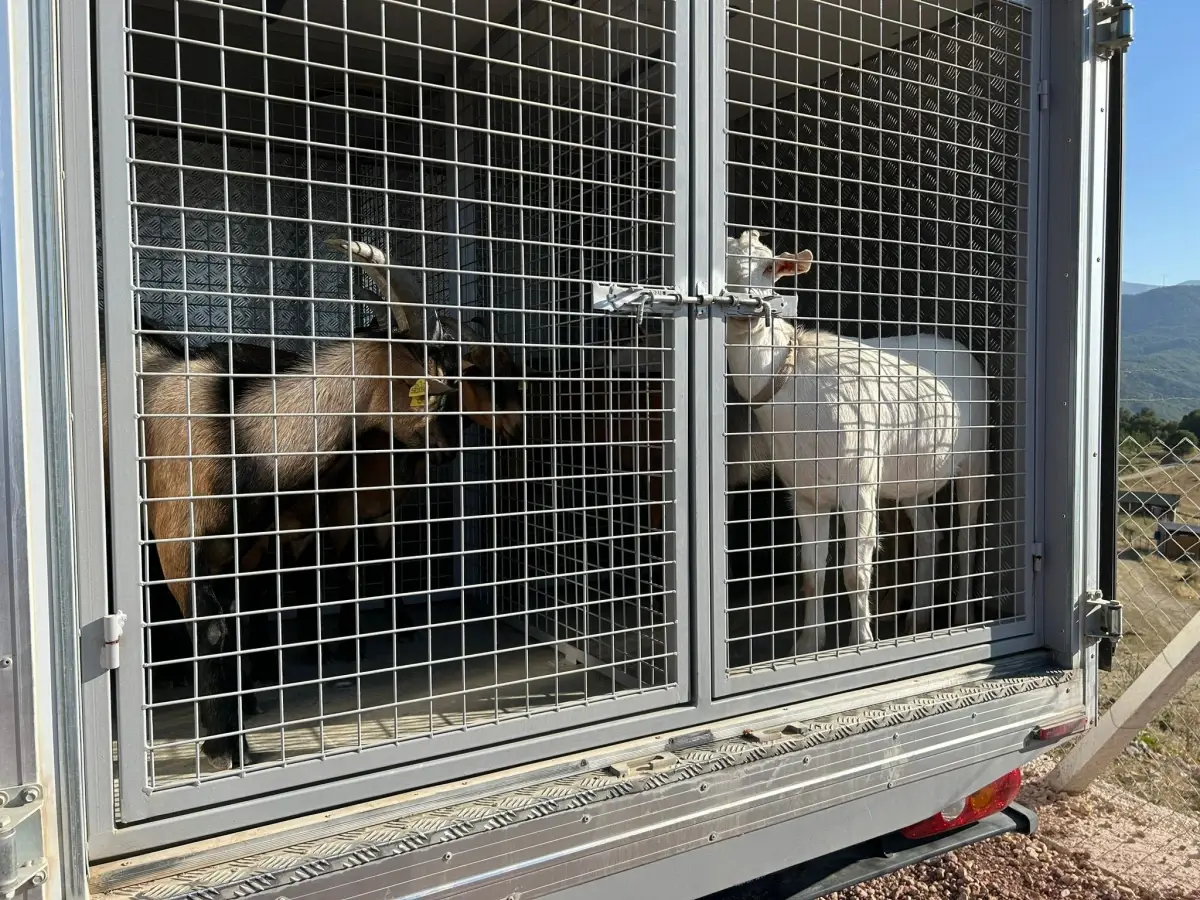 İnegöl\'de Gölette Mahsur Kalan Keçi ve Köpek Kurtarıldı