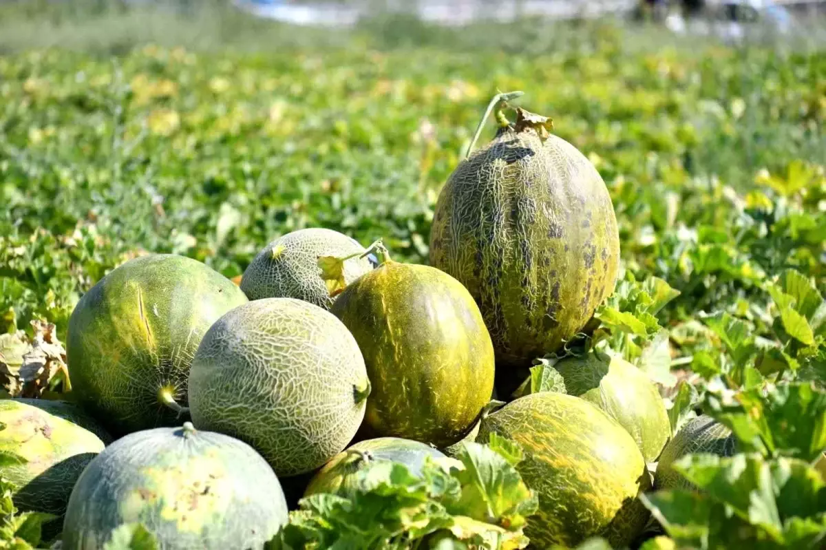 Kırşehir Saraycık köyünde kavun ve karpuz hasadı başladı