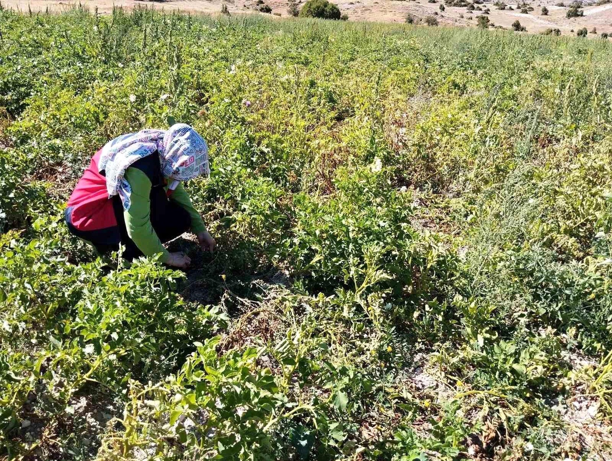 Tavşanlı\'da Patates Üretimi Alanlarında Hastalık ve Zararlı Surveyleri Yapıldı
