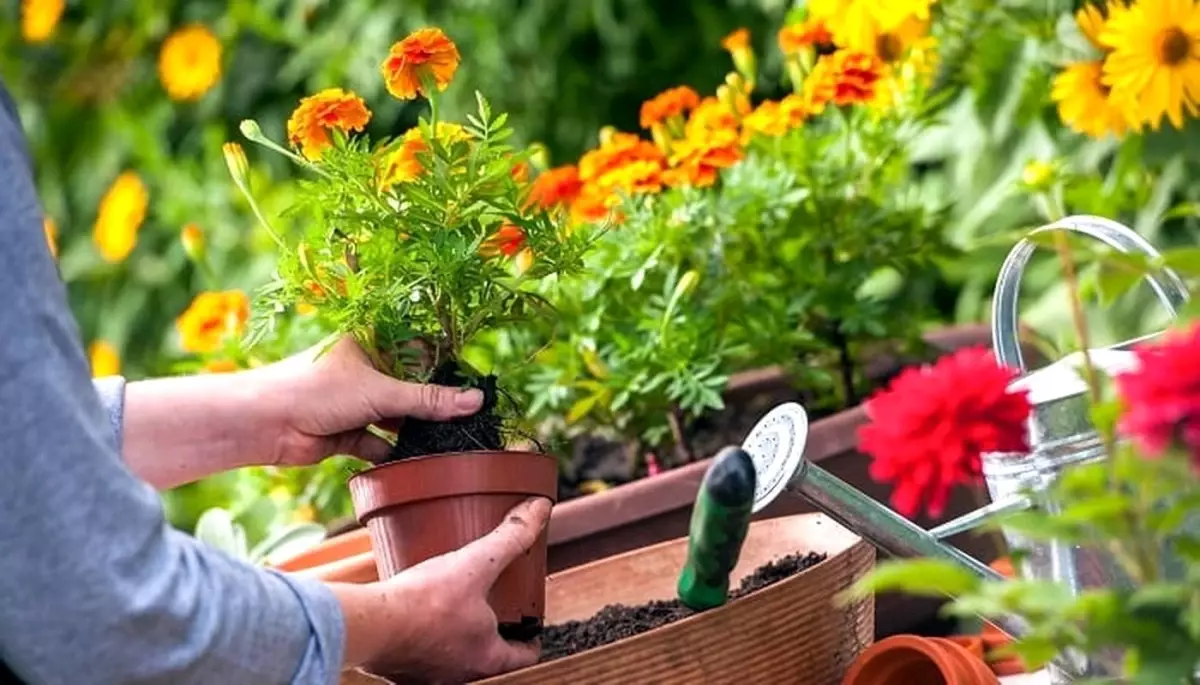 Akdeniz Belediyesi Kadınlara Süs Bitkileri Yetiştiriciliği Kursu Düzenliyor