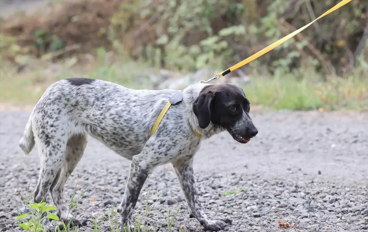 Samsun Belediye Başkanı hasta köpeği sahiplendi