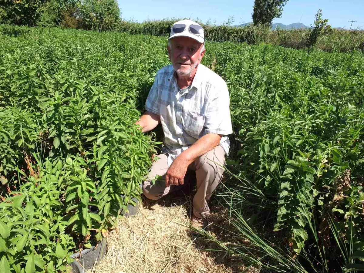 Burhaniye, Stevia Fidesi Üretim Merkezi Haline Geldi