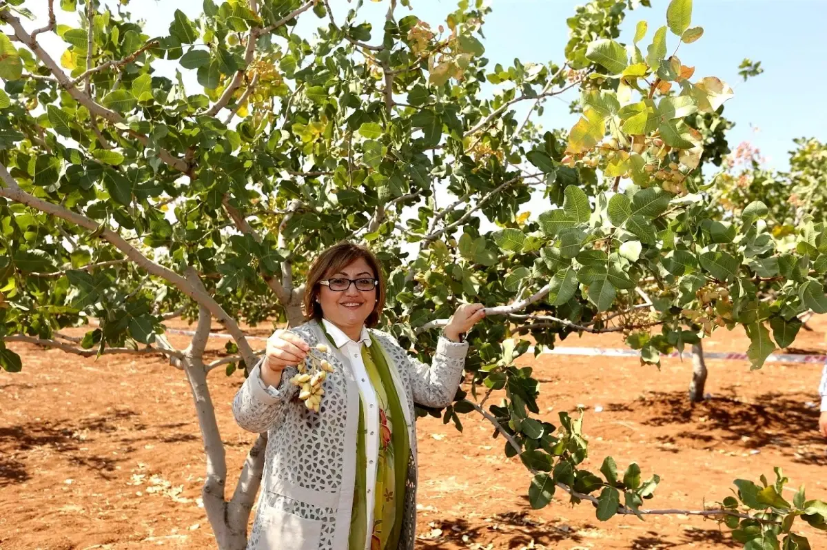 Gaziantep Büyükşehir Belediyesi ev sahipliğinde GastroAntep Kültür Yolu Festivali düzenlenecek