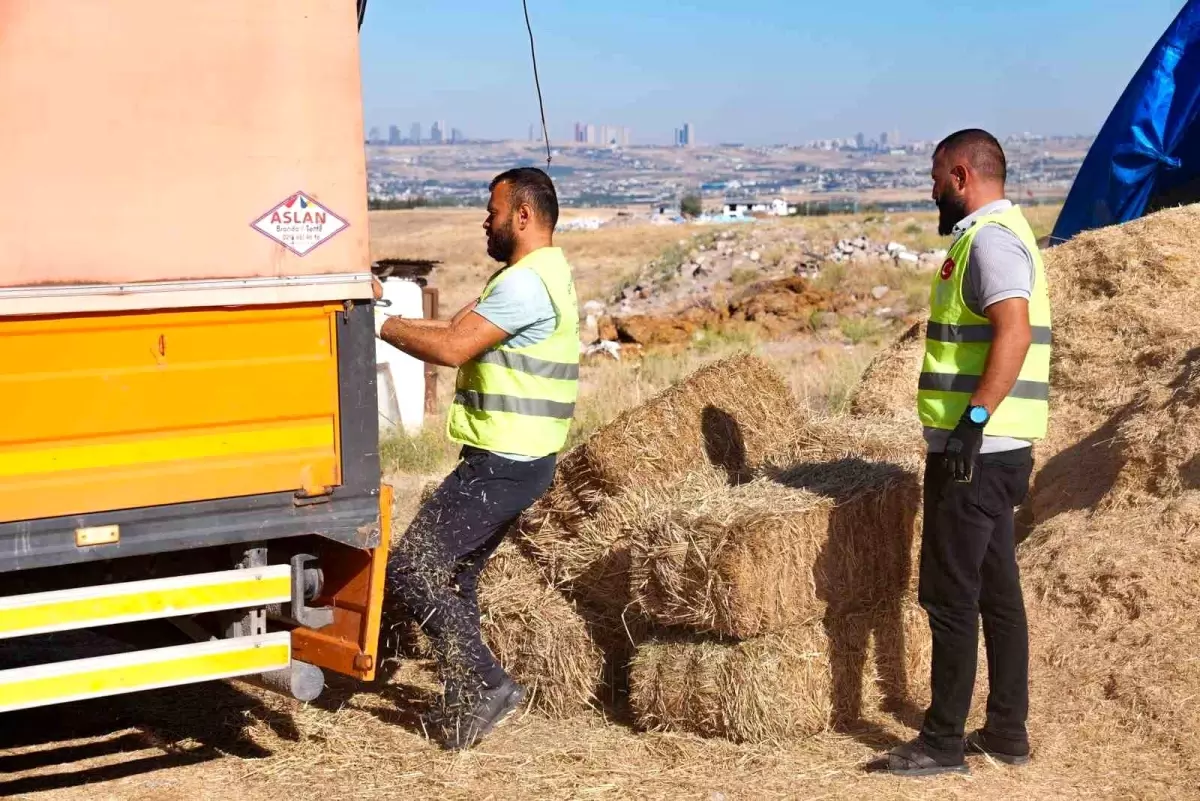 Gölbaşı Belediyesi Çiftçilere Saman Desteği Sağladı