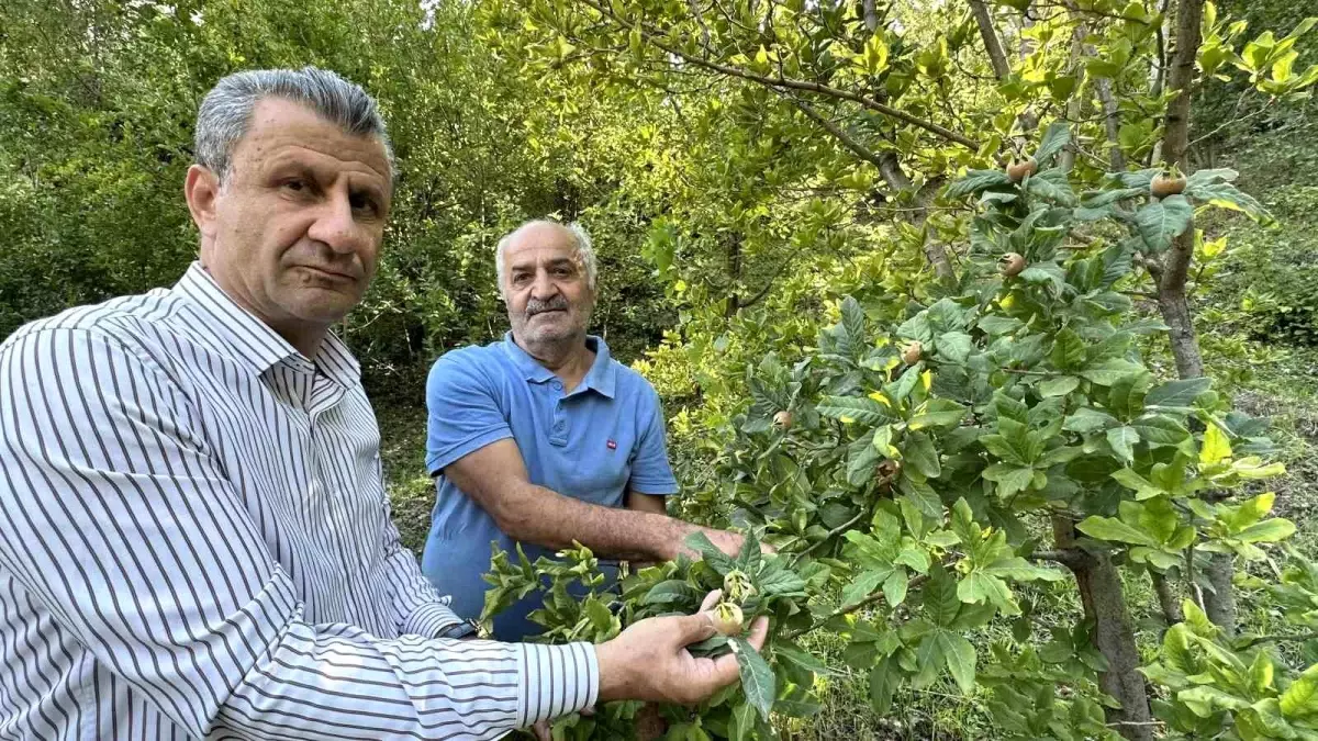 Hakkari\'de Muşmula Yetiştiriciliği Başladı