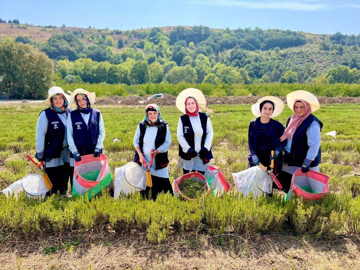 Kocaeli\'de Tıbbi ve Aromatik Bitki Yetiştiriciliği Projesi ile Biberiye Hasadı Başladı
