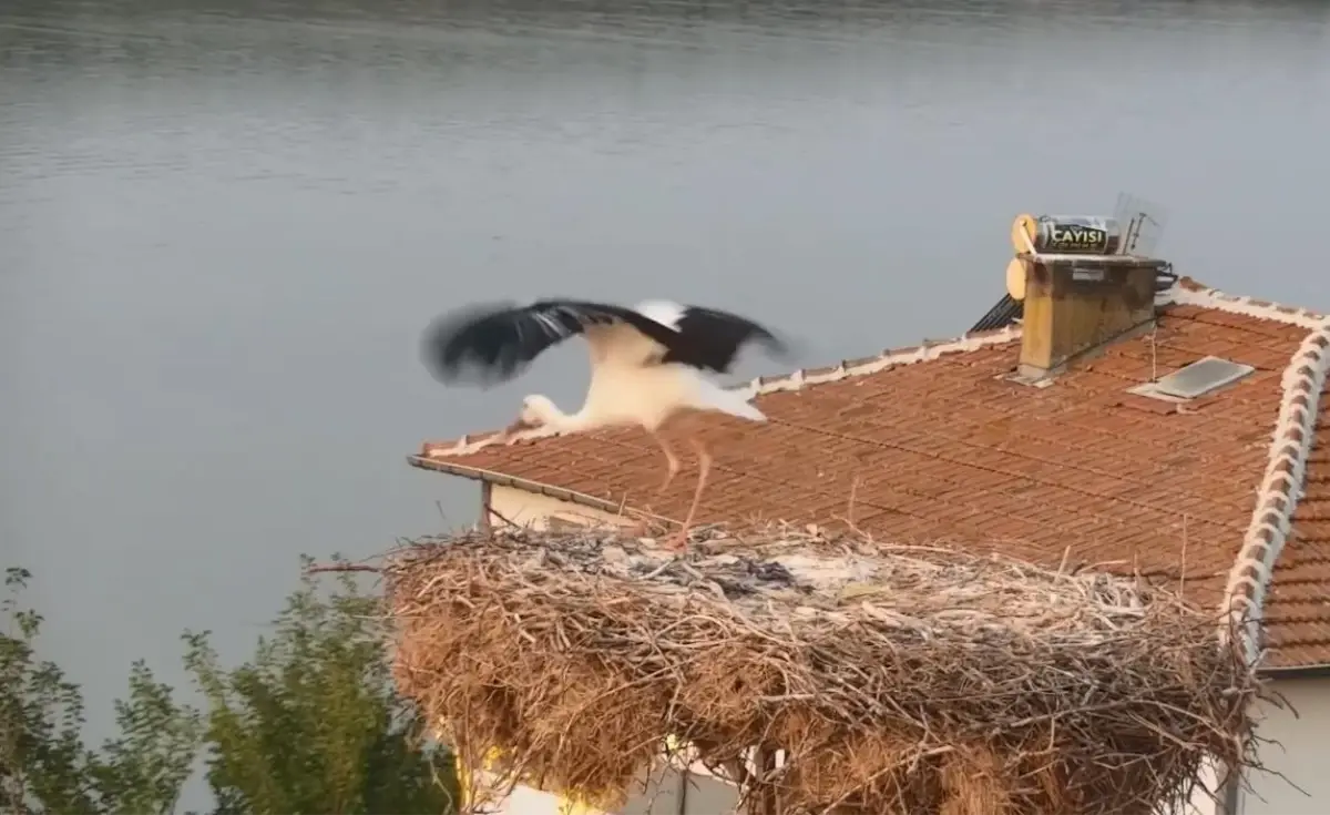 Yaren leylek göç yoluna çıktı