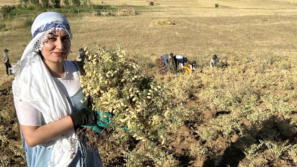 Hakkari\'de Kadın Kooperatifi İlk Nohut Hasadını Gerçekleştirdi