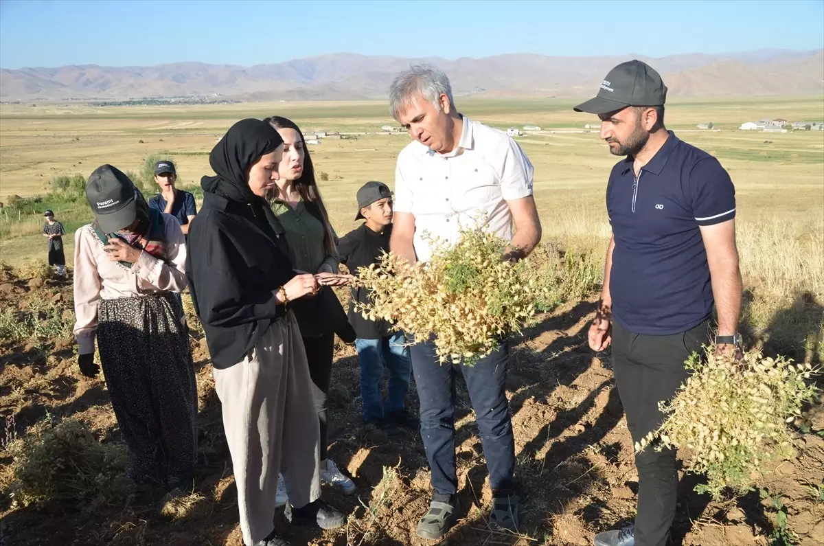 Hakkari\'de Kadın Kooperatifi Nohut Hasadına Başladı