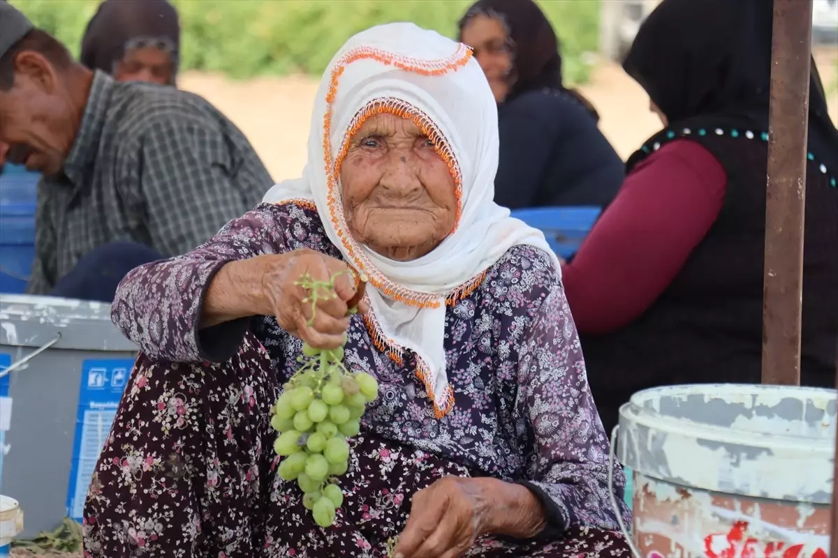 Besni Üzümü Hasat Dönemi Başladı