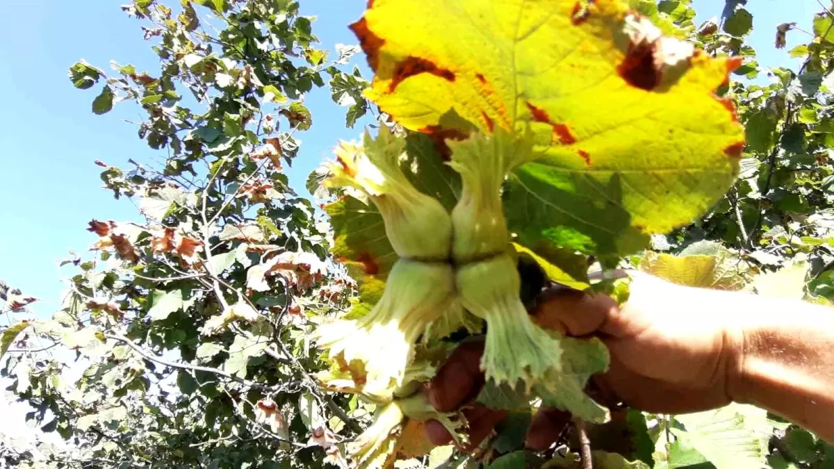 Bolu\'nun Mudurnu ilçesinde fındık hasadı başladı