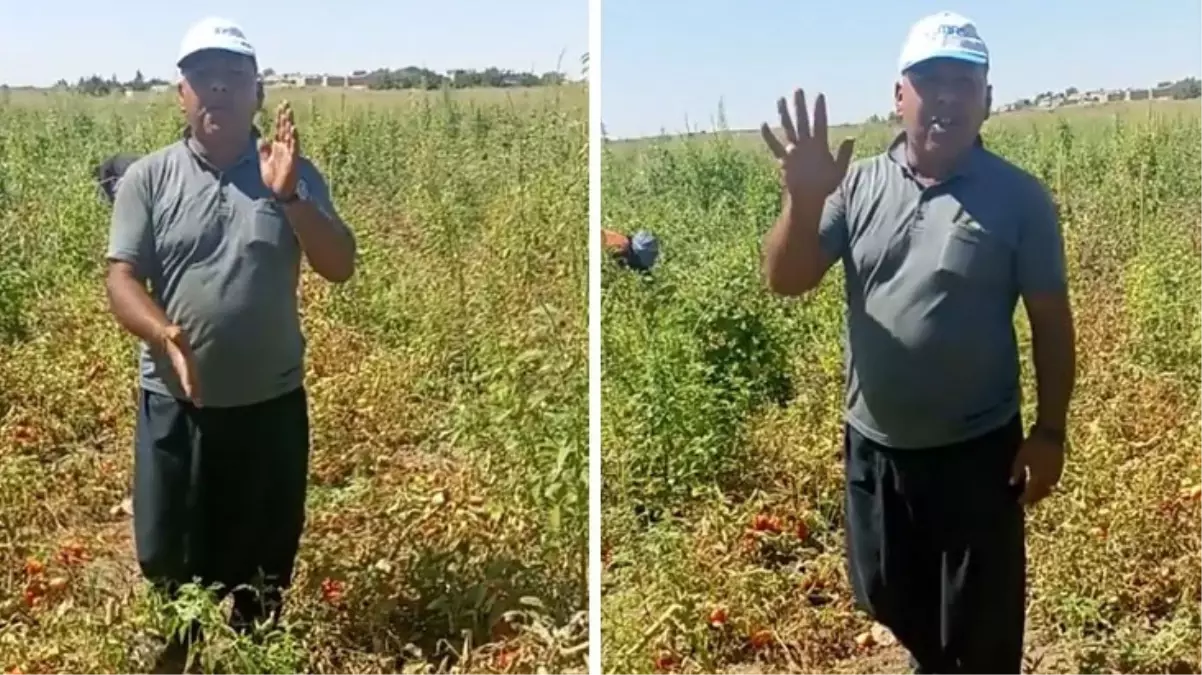 Domates eken çiftçinin zararı büyük! Tarlanın ortasında yaptığı hesapla Tarım Bakanı\'na isyan etti