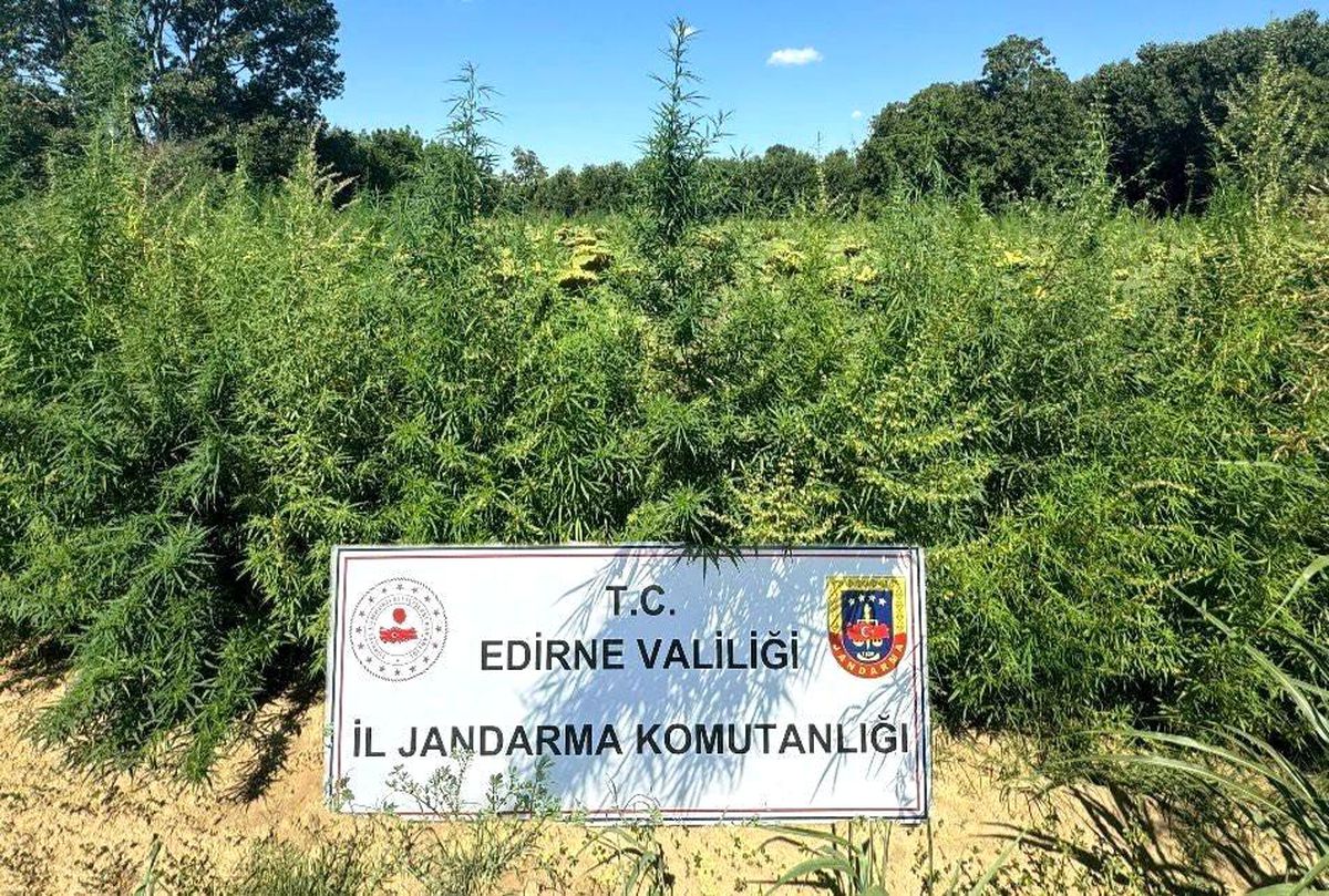 Edirne\'de 49 Bin 500 Kök Kenevir İmha Edildi
